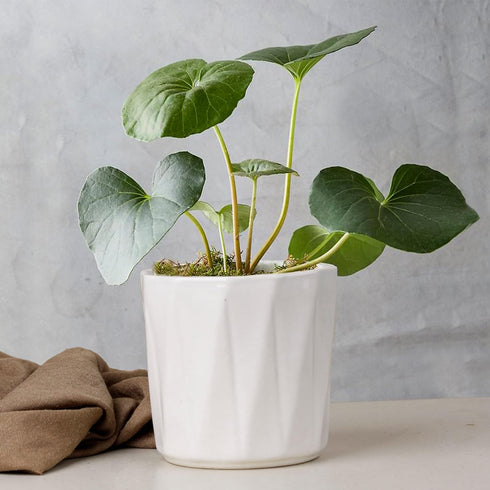 White Hexa Ceramic Planter - The Earth Store - Planter